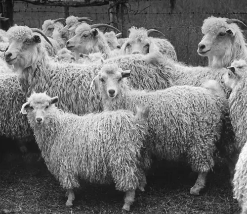 Angora goats with long, curly fur in an outdoor enclosure, possibly symbolizing the origins of Angora goats