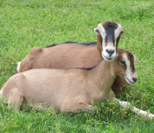 Two La Mancha goats resting together on a grassy field.