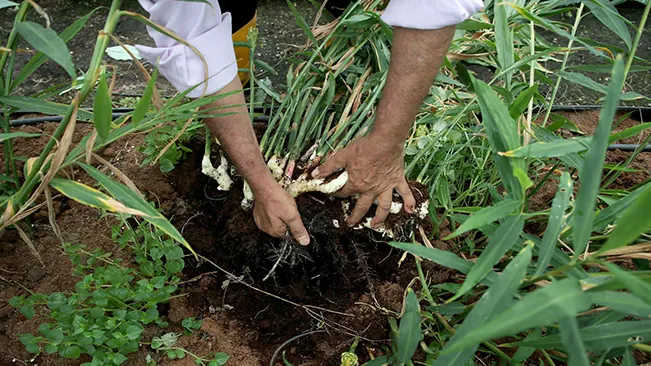 person harvesting ginger from the soil