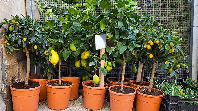 Potted lemon trees with ripe and unripe lemons