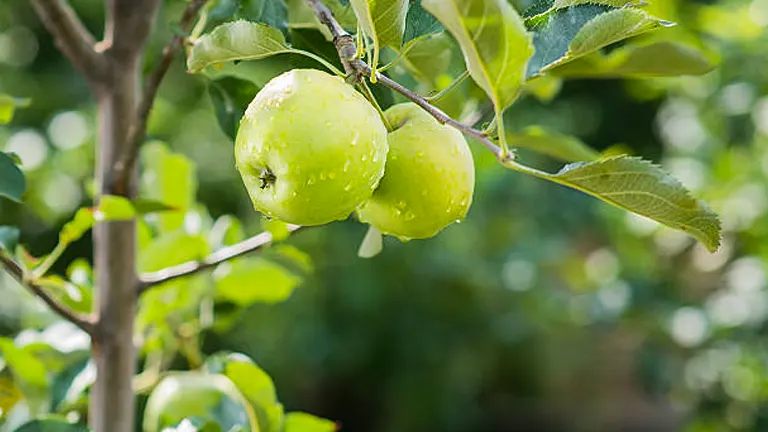 Two ripe Granny Smith apples on a tree branch