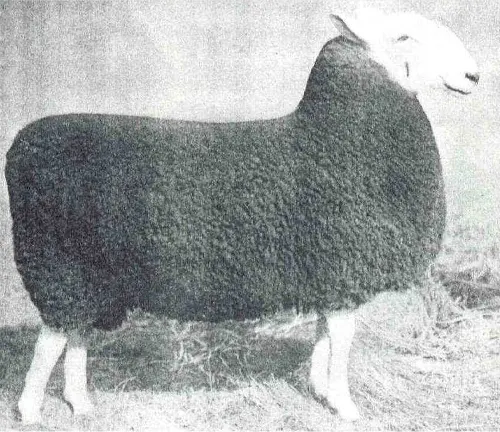 A black and white photograph capturing a sheep standing in the grass, symbolizing the 'History of Border Leicester Sheep'.