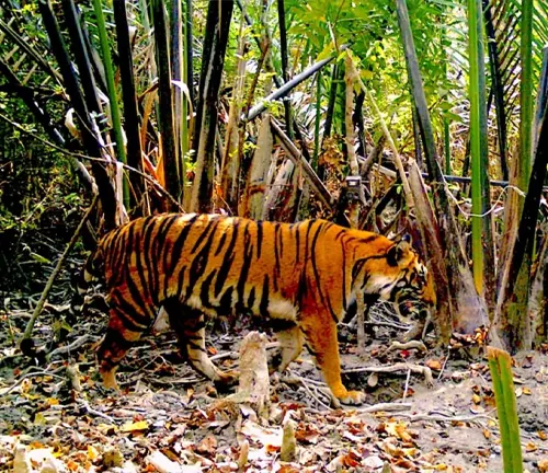 Bengal Tiger in its natural habitat, a dense forest, walking stealthily.