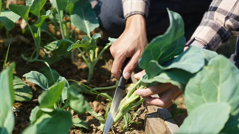 A gardener is harvesting fresh cauliflower in the field, with a focus on hands using a knife to cut the vegetable