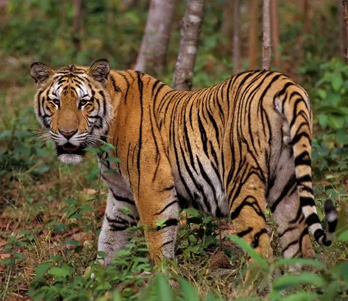 An Indochinese Tiger gracefully stands among trees in the woods, its natural habitat.