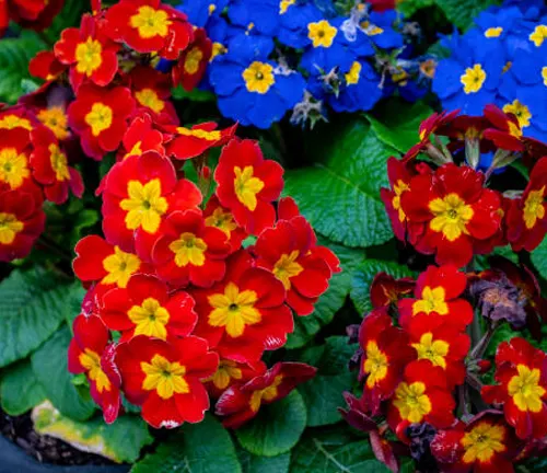 Vivid clusters of red primroses with yellow centers complemented by blue forget-me-nots, creating a colorful spring floral arrangement.