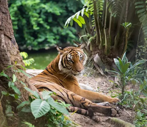 A Malayan tiger resting under a tree's shade in its natural habitat.