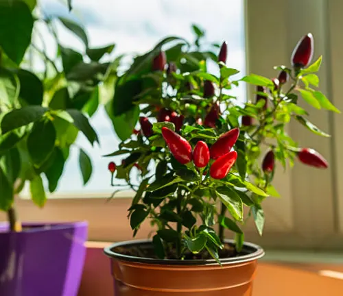 A potted pepper plant with bright red fruits basking in the sunlight by a window, alongside other houseplants in colorful containers.