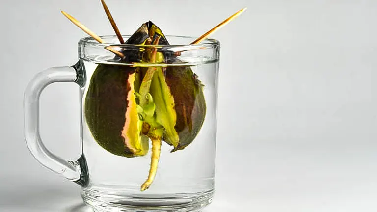 An avocado seed with toothpicks pierced into it, suspended in a glass mug of water, showcasing the beginnings of roots and a sprout emerging from a crack in the seed.
