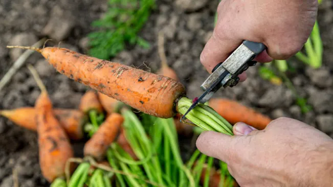Trimming the tops off freshly harvested carrots with garden shears