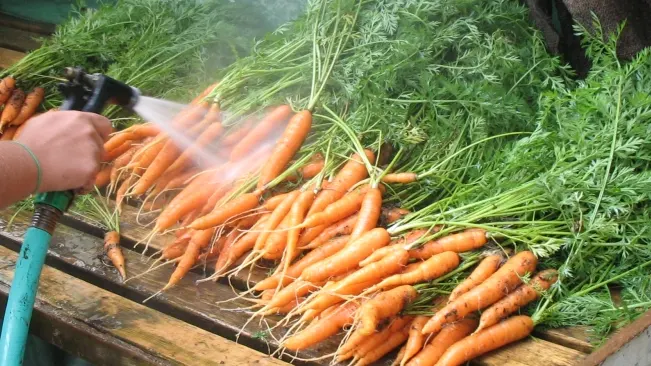 Washing freshly harvested carrots with a hose