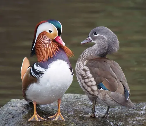 Two Mandarin ducks, a male and a female, standing on a rock near water, showcasing their striking sexual dimorphism.