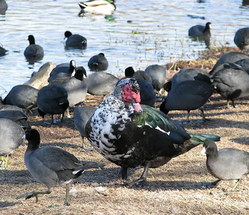A group of Muscovy ducks standing near a body of water in their natural habitat.