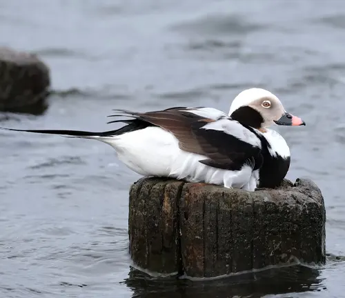 A long-tailed duck perched on a wooden post.