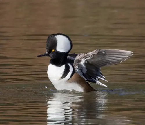 "Hooded Merganser Duck swimming in a pond with its distinctive black and white plumage."