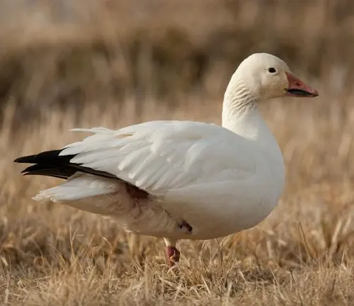 Snow Goose, a large bird with white feathers and black wingtips, standing gracefully on the ground.