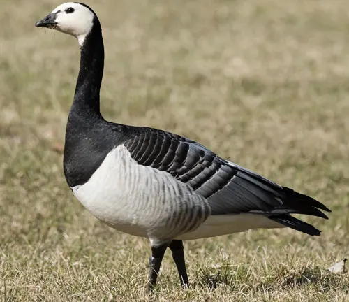 A Barnacle Goose standing in the grass, showcasing its plumage.