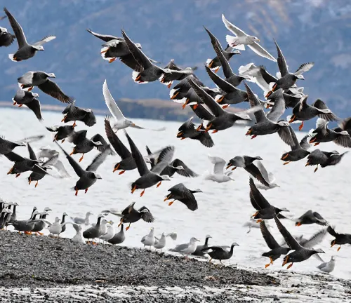 A flock of birds flying over the water, habitat of Emperor Goose.