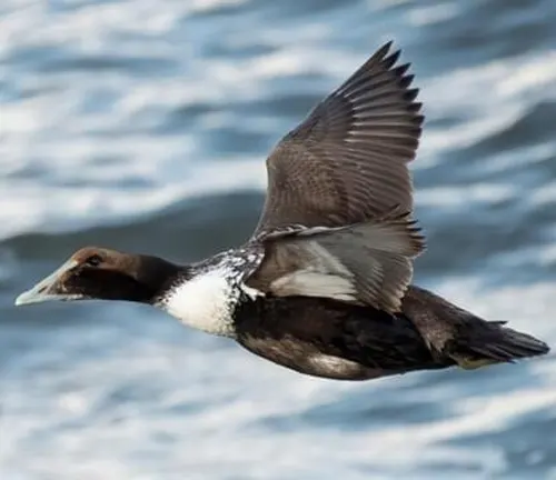 A black and white Common Eider Duck glides above the ocean, showcasing its stunning plumage.