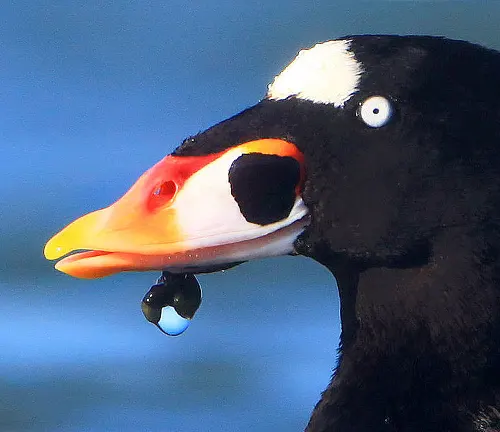 Close-up of a black and white Surf Scoter Duck with an orange beak.