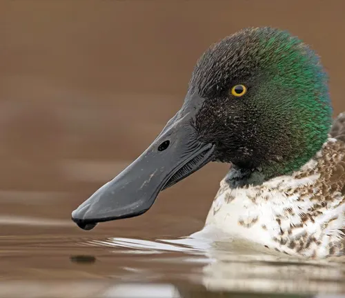 Bill, the Northern Shoveler, a medium-sized duck with a distinctive bill used for sifting through water and mud.