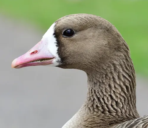 Close-up of Greater White-fronted Goose's head against green background.