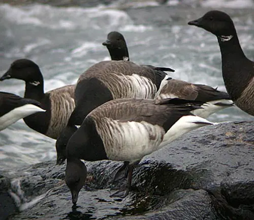 A flock of geese quenching their thirst in a stream, showcasing the habitat of the Brant Goose.