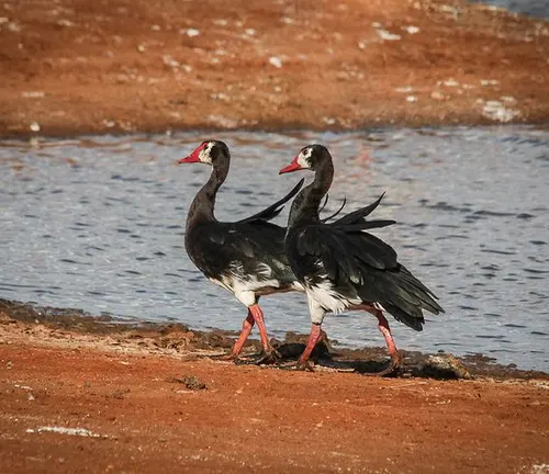 Spur-winged Goose in natural habitat, standing near water with lush greenery in the background.
