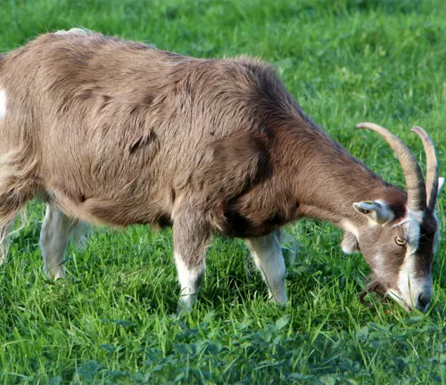 A Toggenburg goat with distinctive coloration grazing on grass in a field.