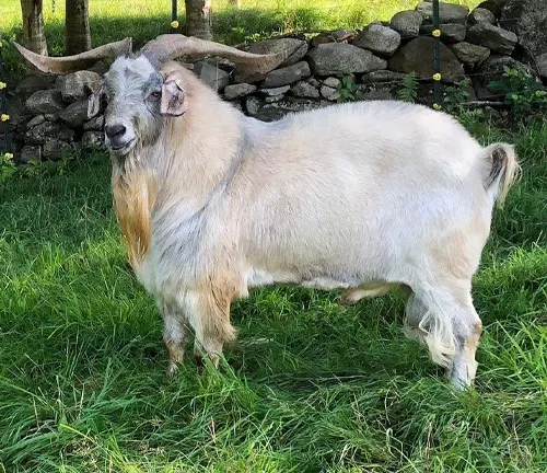 A goat of the Kiko breed with extended horns in a grassy field.