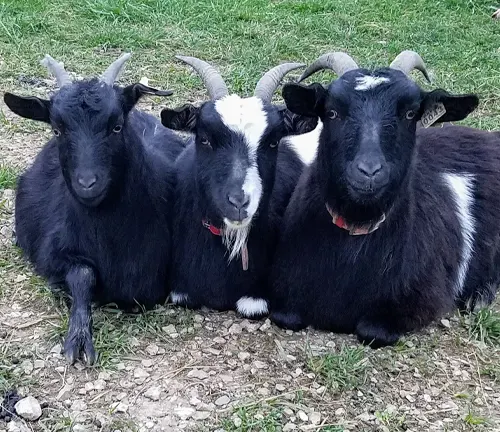 Three goats with black and white fur sitting on the ground, illustrating the Inheritance Pattern "Fainting Goat".