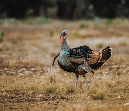 "Rio Grande Wild Turkey with beautiful plumage, displaying vibrant colors and intricate patterns."