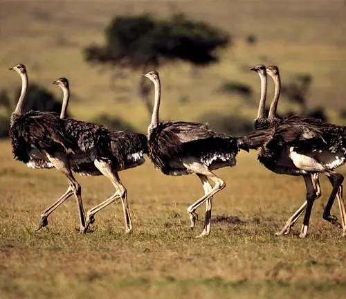 An ostrich walking in the savannah, habitat of the Common Ostrich.