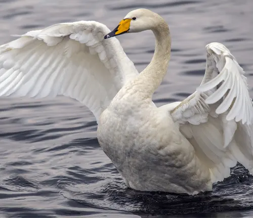  White whooper swan with black beak and yellow patch on bill, standing gracefully with feathers on display.