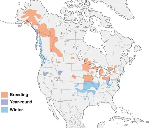 Map of US displaying various winter weather types. Includes distribution of Trumpeter Swan.