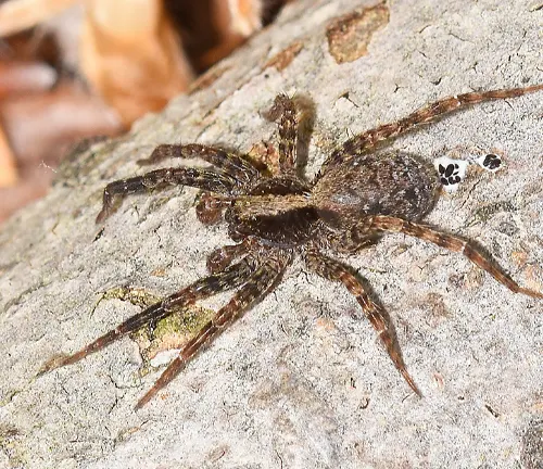 A close-up image of a hairy Wolf Spider with distinctive eye pattern, showing its large size and brown coloration.