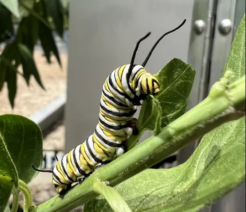 Monarch caterpillar on a plant during its larva stage, transforming into a beautiful Monarch Butterfly.