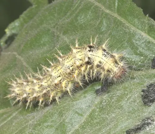 A yellow and black spotted caterpillar, larva stage of the "Painted Lady Butterfly".