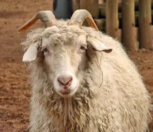 Angora goat with long, curly white fur and visible horns, standing in a dirt ground