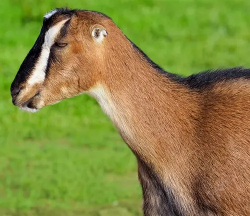 Profile view of a La Mancha goat showcasing its distinct short ears and multicolored coat