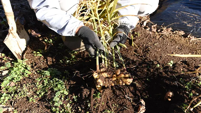 person wearing gloves is tending to ginger plants in soil