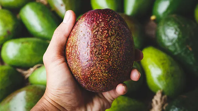 Hand holding a ripe Hass avocado with textured