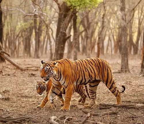A Bengal tiger and her cub strolling through the woods in their natural habitat.