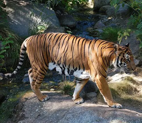 A South China Tiger strolls along a rocky path beside a stream in its natural habitat.