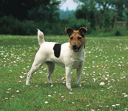 Jack Russell Terriers Dog