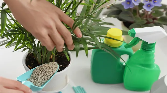 Hand applying granular fertilizer to a potted plant with a spray bottle and watering can nearby