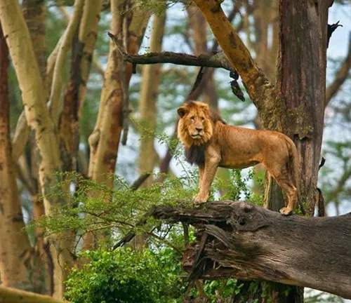 "Lion in the forest of Northeast Congo, showcasing the diverse wildlife of the region."
