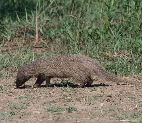 A small Egyptian Mongoose gracefully strolling across a field.