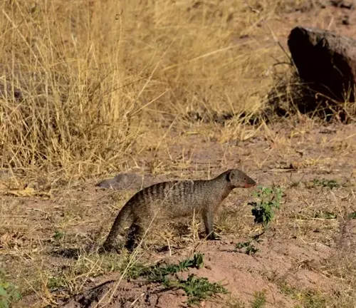 A Banded Mongoose walking across a dry field, showcasing the small animal's habitat.