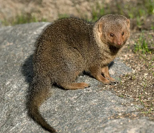 A small Dwarf Mongoose perched on a rock, displaying its distinct physical traits.